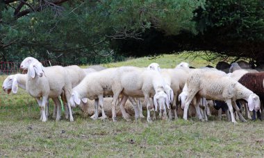 sheep in the flock raised for the production of wool obtained from their fleece clipart