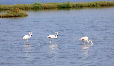 Çok uzun gagalı üç flamingo göletin sığ ve çamurlu tabanında yiyecek arıyor.