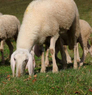 Yün için yetiştirilen beyaz koyun yeşil bir çayırda otluyor.