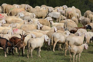Çok sayıda beyaz koyun sürüsü ve bazı kahverengi keçiler yeşil bir tepelik çayırda otluyorlar.