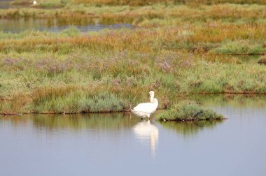 Yaz boyunca gölde ayakları olan yalnız beyaz kuğu.