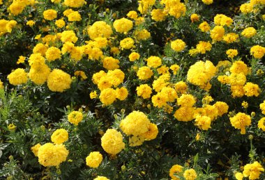 Baharda süslü botanik bahçesinde açan birçok sarı kasımpatı benzeri çiçeğin arka planı