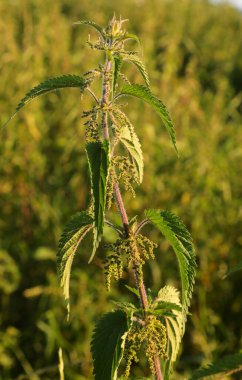 Isırgan otunun yeşil yaprakları risotto gibi lezzetli yemekleri hazırlamak için idealdir.
