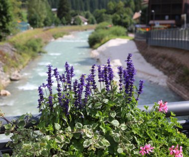 Akan yüksek dağ suyu ve saksı çiçekli bitkilerle dolu bir dere.