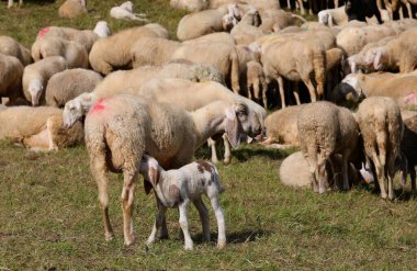 Genç kuzu otlayan bir sürünün ortasında anne koyunu tarafından emziriliyor.