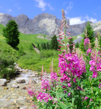 Fuchsia flowers called epilobium or chamaenerion and the stream in spring clipart