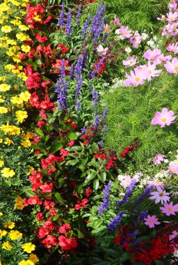 Çiçek açan bir dağdaki çiçek tarhında bir çok rengarenk çiçeğin arka planı