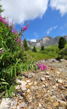 Kuzey İtalya 'daki Dolomite dağ sırasındaki Avrupa Alplerinde epilobium hirsutum adı verilen saf tatlı su akıntısı ve mor çiçekler.