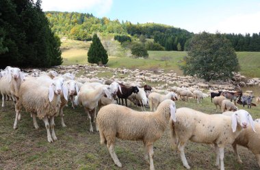 Yün ve süt üretimi için yün tüylü bir sürü beyaz koyun