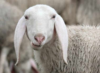 Uzun kulaklı, çim çiğneyen genç beyaz bir koyunun portresi.