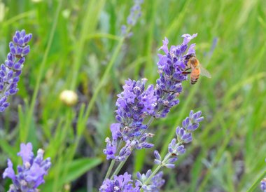 Organik bal üretmek için kokulu lavanta çiçeklerinden nektar emiyor.