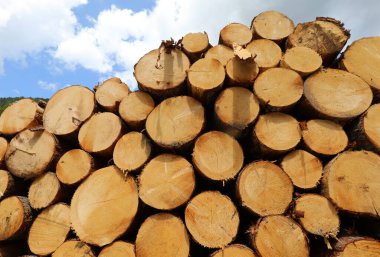 Ormanda mobilya endüstrisi için kesilen bir yığın ağacın arka planında.