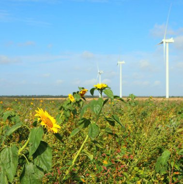 yellow sunflower in the field with wind turbines in the distance for renewable electricity production without polluting the environment clipart