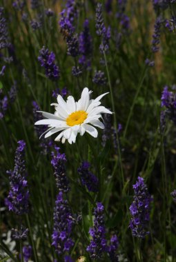 large white daisy flower in the midst of many blooming fragrant lavender flowers in the summer clipart