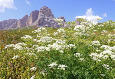 İlkbaharda çiçek açan chaerophyllum hirsutum veya chaerophyllum olarak adlandırılan birçok beyaz çiçek ve arka plandaki büyük dağlar