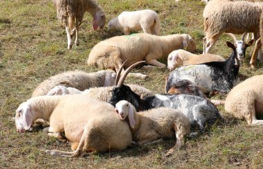 Genç kuzu sürüsünün ortasında diğer koyunlar ve keçilerle birlikte anne koyunun üzerinde dinleniyor.