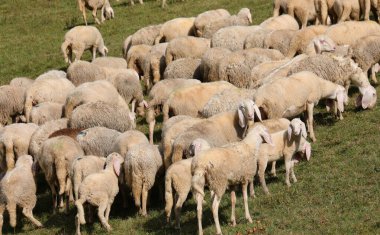 Otlakta otlayan bir sürü beyaz koyun ve kuzu