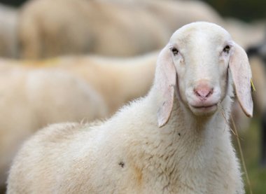 Kameranın lensine doğru bakan genç beyaz bir koyunun yüzünün yakın plan portresi.