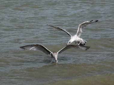 İki saldırgan martı yiyecek bir parça ekmek için deniz üzerinde kavga eder ve onları gagalayarak savaşırlar.