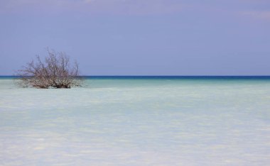 dead tree standing in the middle of turquoise sea with shades of blue tones blending at the horizon clipart