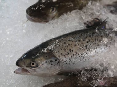 Balıkçı tezgahında buzda yakalanmış somon balığı.