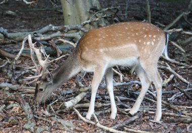 Kafasında boynuzları olan genç geyik ormandaki dallar arasında yiyecek arıyor.