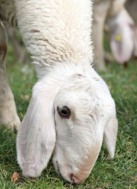 Çayırın yeşil çimlerinde otlayan genç bir koyunun ağzı.