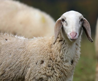 Beyaz tüylü bir koyunun portresi doğrudan kameraya bakıyor.
