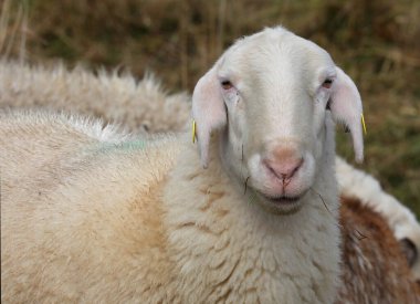 portrait of white sheep with blades of grass coming out of its mouth clipart