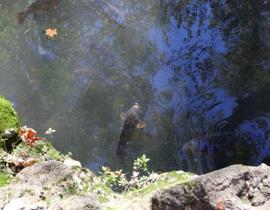 large carp searching for food on the surface of the water in the pond clipart