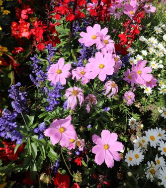 Çiçekli arka planda çiçek açan bir sürü çiçek, çiçek açan bir konsept olarak ideal.