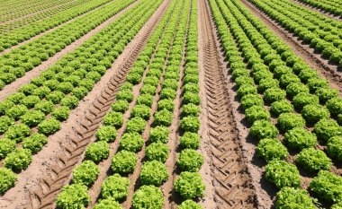 Verimli kumlu toprakta yetişen lahana salatasıyla yetiştirilmiş tarla.