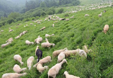 Birçok beyaz koyun sürüsü, dağlarda yün yetiştirmek için zaten kısırdır.