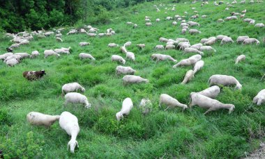 flock with many white shorn sheep grazing in the mountains in summer