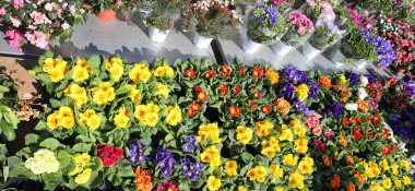 birçok çiçek ve çiçek market Kuzey Avrupa'da çiçekçinin ahır içinde campanula'lar