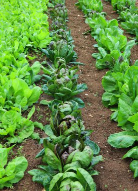 Sonbaharda küçük bahçede ıspanak ve marul yaprakları.