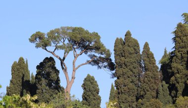 green trees and a big pine in the european garden clipart