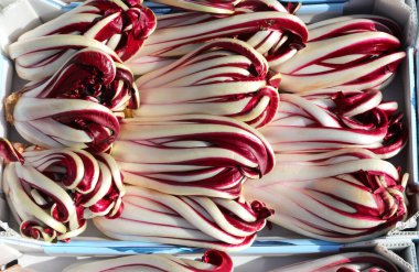 Kuzey İtalya 'nın tipik kış sebzeleri olan organik tarım yöntemlerini kullanarak tarladan yeni toplanmış bir sandık dolusu son radicchio başı.