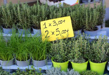 Biberiye de dahil olmak üzere fiyat etiketli bir sürü saksı otu.