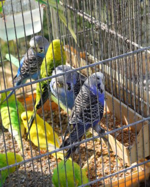 Evcil hayvan dükkanındaki kafeste renkli tüyleri olan bir sürü kuş ve papağan var.