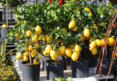 Piyasada satılık tencerelerde büyük sarı limon bitkileri var.
