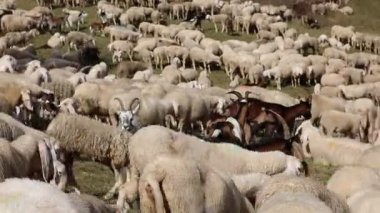 Yün yün ve keçi sürüsü tepede otluyor.