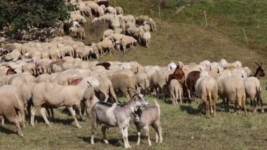 Koyun sürüsü uzun yün yün ve keçi otlağı