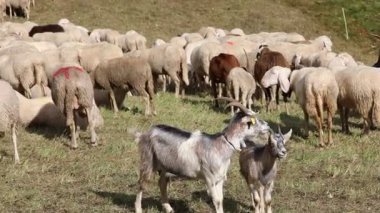 Yünlü koyun sürüsü ve tepelerde otlayan keçiler.