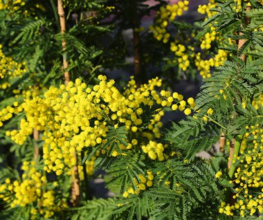 Uluslararası Kadınlar Günü 'nün sembolü olan sarı mimoza çiçekleri Mart' ta tezgahta satılacak.