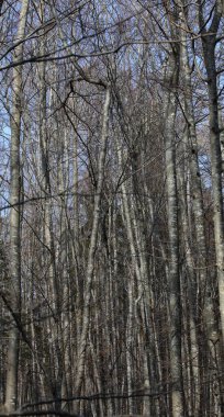 Yoğun bir dağ ormanında uzun ağaç gövdeleri