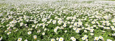 numerous daisies and white marguerites blooming on the green lawn in spring symbol of nature and rebirth clipart