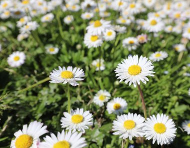 close-up of white daisies and blooming daisy flowers in spring clipart