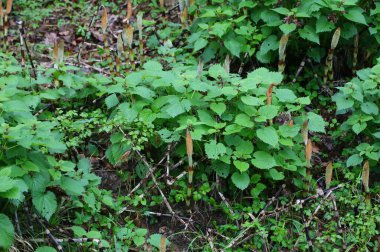 Fosil bitki olan EQUISETUM de dahil olmak üzere çeşitli bitkilerle yeşil çalılıklar