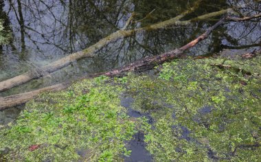 İçi kurumuş bir ağaç ve su bitkileriyle dolu şeffaf tatlı su havuzu.